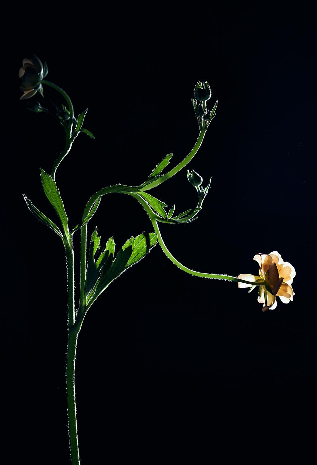 Plant study. Cosmos plant, 2022
