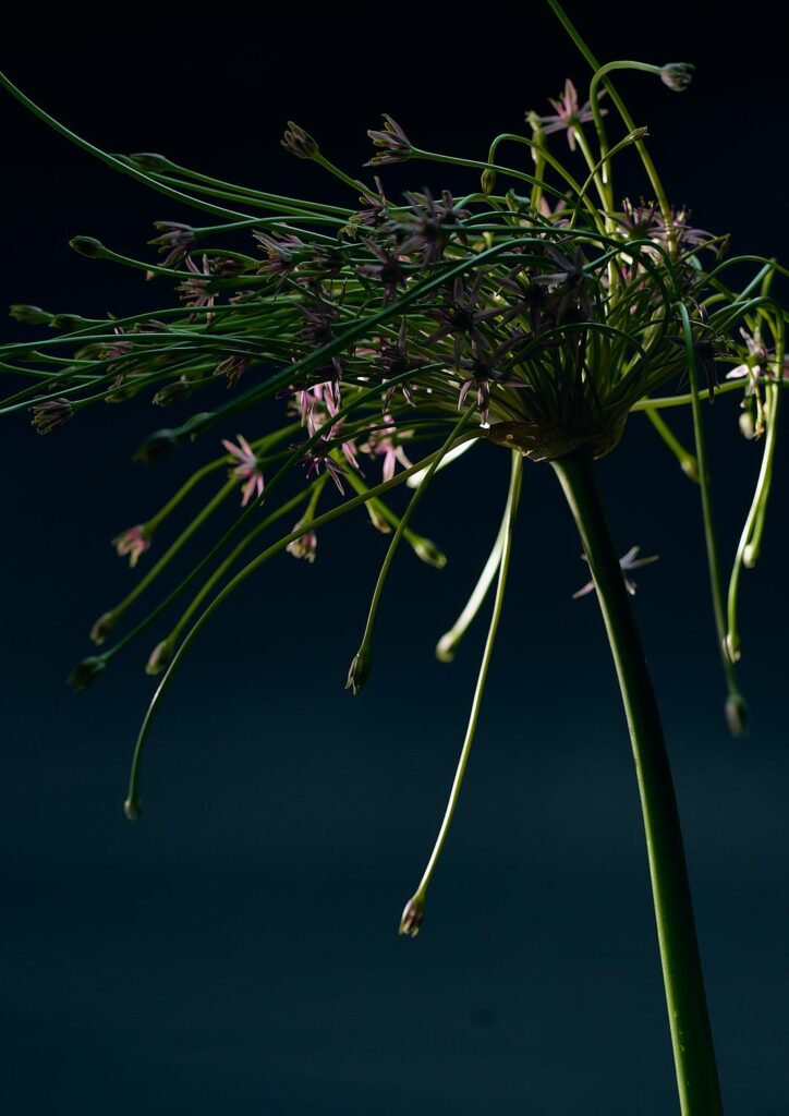 Plant study. Allium (Garlic), year not listed