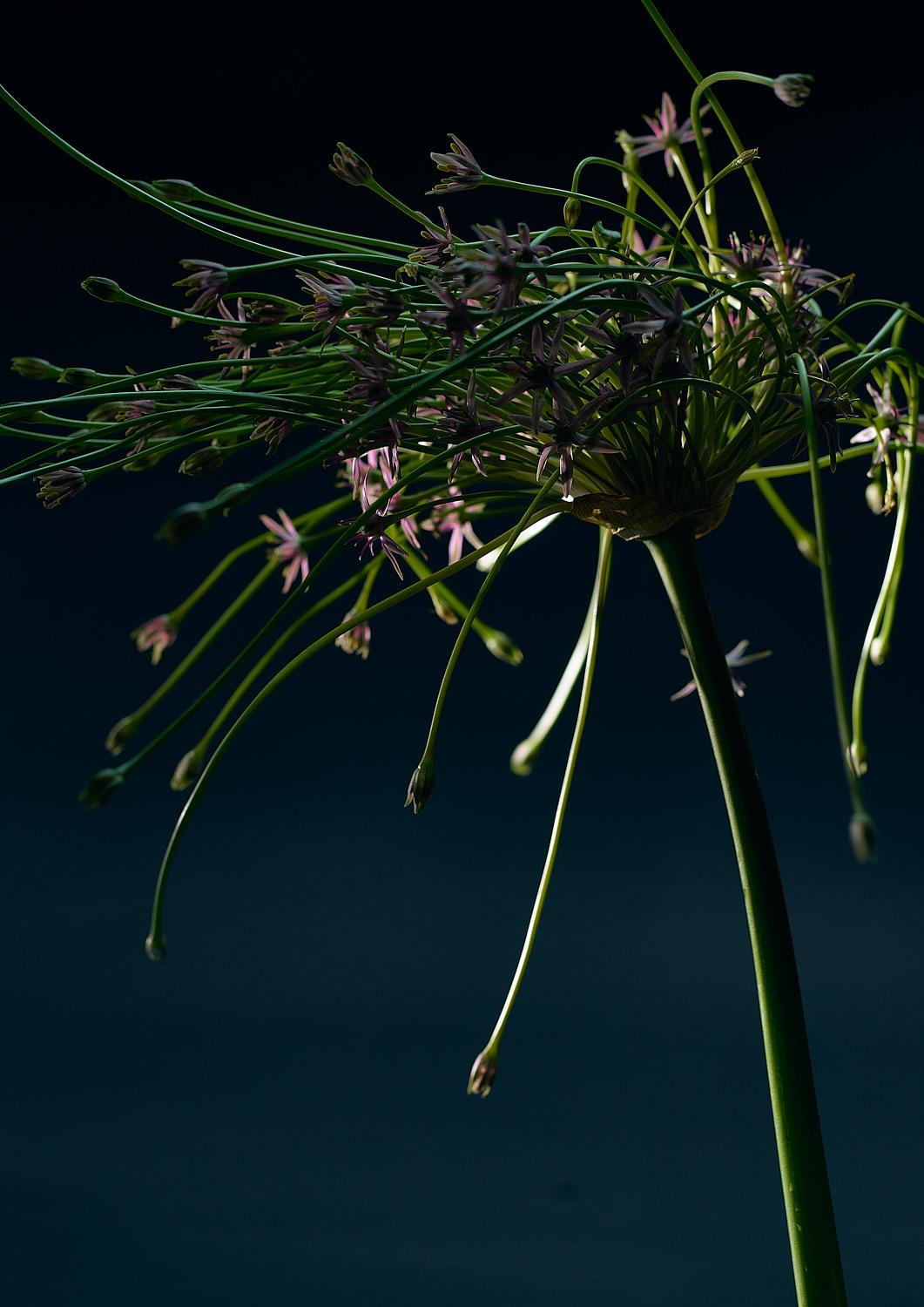Plant study. Allium (Garlic), year not listed