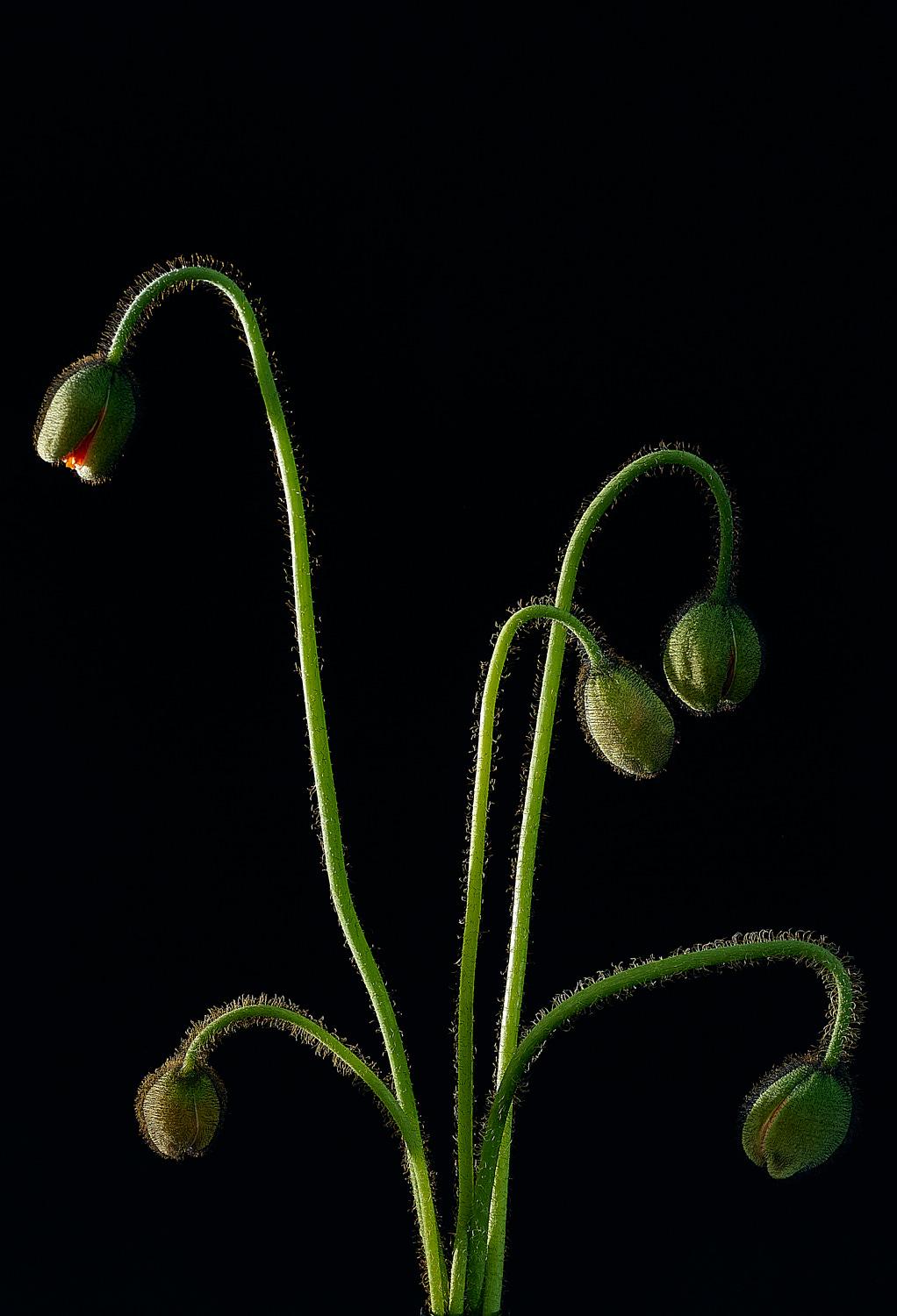 Plant study. Poppy, year not listed