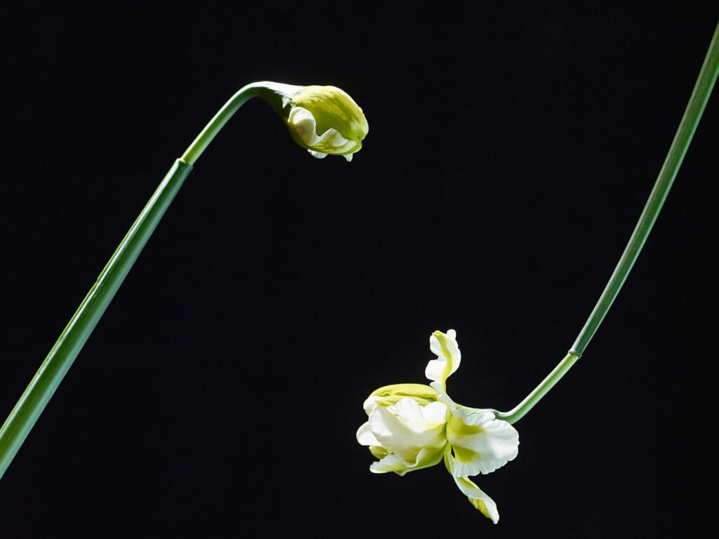 Plant study. Narcissus, year not listed