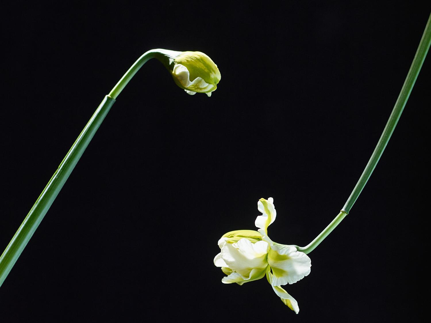 Plant study. Narcissus, year not listed