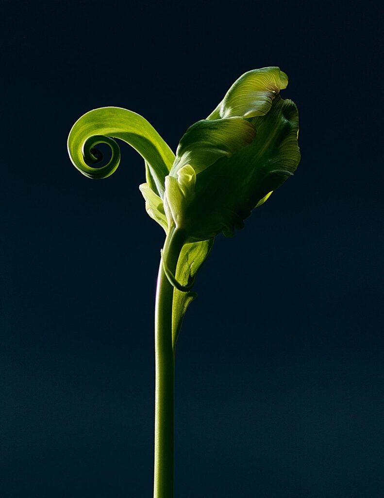 Plant study #1, year not listed