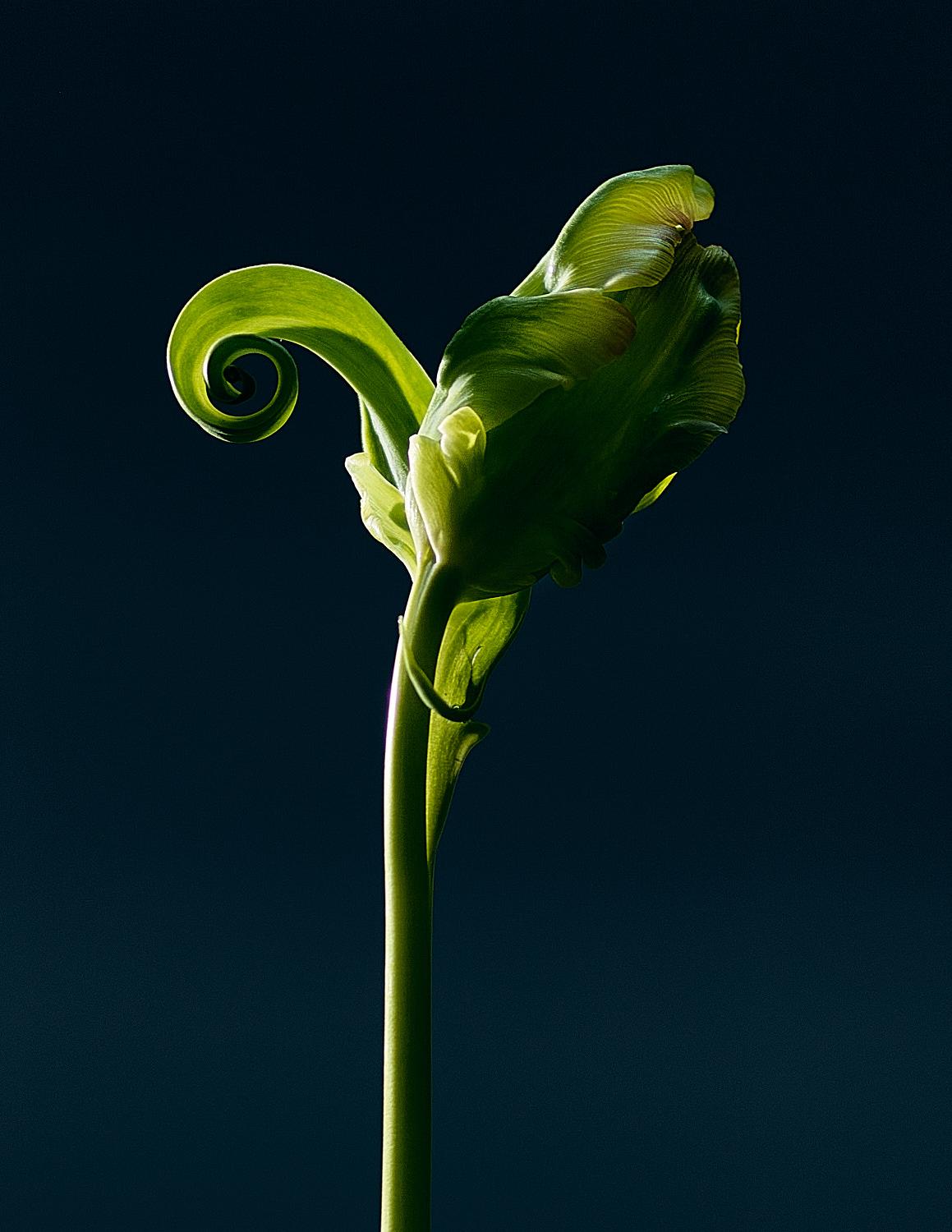 Plant study #1, year not listed