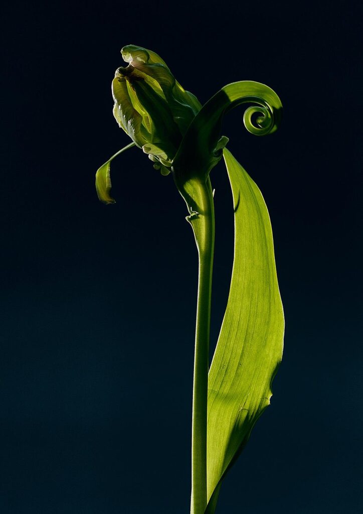Plant study. Tulip #2, year not listed